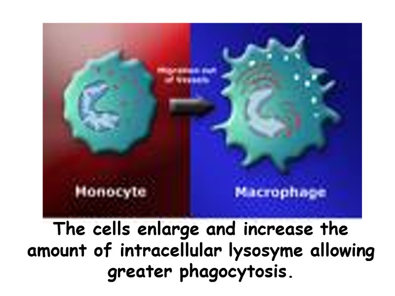 The cells enlarge and increase the amount of intracellular lysosyme allowing greater phagocytosis.